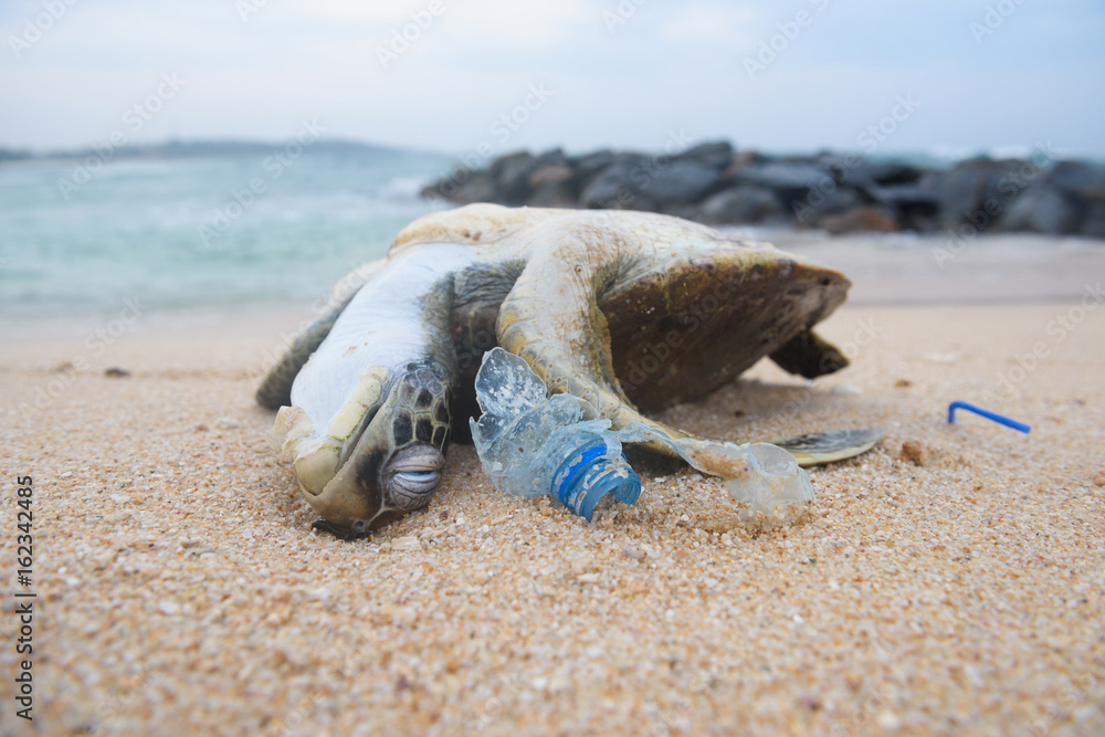 Dead turtle among plastic garbage from ocean on the beach - obrazy, fototapety, plakaty 
