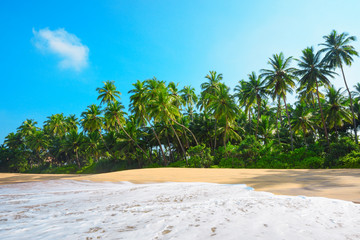 Wall Mural - Beautiful empty beach on tropical island with lush green coconut palm trees and clean sand at clear sunny summer day