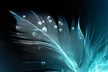 Wall Mural - Feather of a bird in droplets of water on a dark background macro. Silhouette of a blue and white feather abstract artistic image for design.