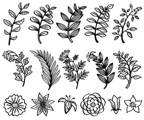 Canvas Print - Sketch hand drawn branch and leaves vector decorative floral nature elements