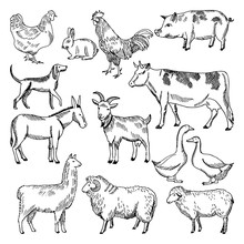 Vintage Farm Animals. Farming Illustration In Hand Drawn Style