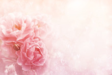 Summer Blossoming Roses, Flower Bokeh Background, Pastel And Soft Vintage Floral Card