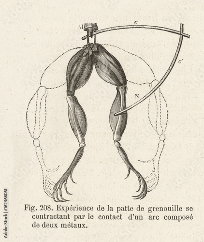 Galvani - Frog Experiment. Date: early 1780s Poster Mural XXL