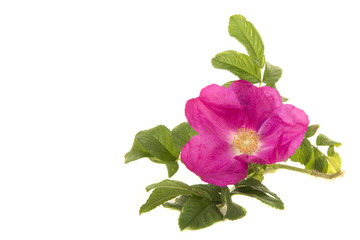 Wall Mural - Pink wild rose with leaves isolated on a white background