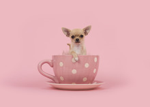 Cute Chihuahua Puppy Dog Sitting In A Pink Cup And Saucer On A Pink Background