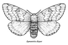 Gypsy Moth Illustration, Drawing, Engraving, Ink, Line Art, Vector