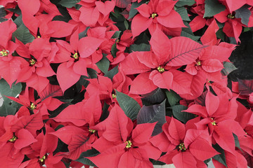 Wall Mural - Frame filling red christmas flowers seen from above