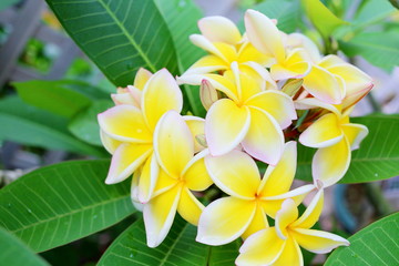 黄色のプルメリアの花と葉