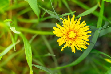 Yellow dandelion in the green grass. Closeup, tonned, style photo.