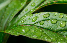 Green Leaf With Dew Drops For Background