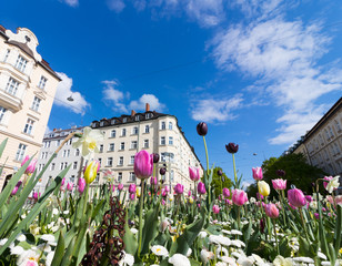 Wall Mural - Tulpen vor Mehrfamilienhaus