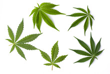 Marijuana Leaves Isolated On White Background