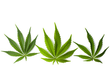 Wall Mural - Marijuana leaves isolated on white background