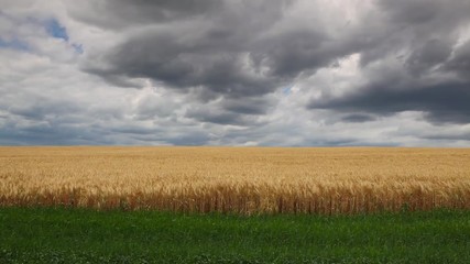 Wall Mural - Wheat field in the Czech Republic countryside before storm