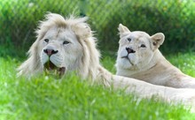 Picture With Two White Lions Laying Together