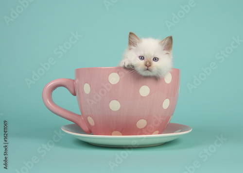 Cute 6 Weeks Old Rag Doll Baby Cat With Blue Eyes Hanging Over The Edge Of A Pink And White Dotted Cup And Saucer And A Turquoise Blue Background Buy This Cute 6 Weeks Old Rag Doll Baby Cat With Blue Eyes Hanging Over The Edge Of A Pink And White Dotted Cup And Saucer And A Turquoise Blue Background Buy This