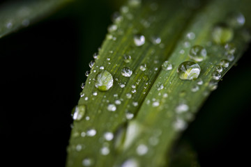 Water Droplet on Green Leaf