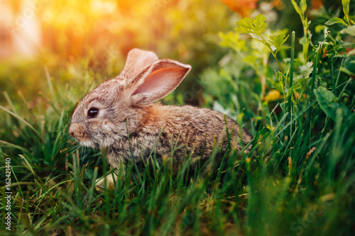 Plakat Mały królik na trawy gospodarstwie rolnym zwierzęta domowe. Zachód słońca