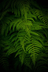 Ferns