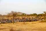 Fototapeta Sawanna - Zebras and wildebeest during the big migration, Serengeti National Park, Tanzania