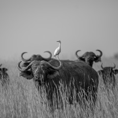 Water Buffalo, Murchison Park, Uganda