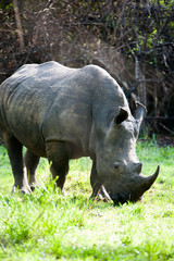 Wall Mural - Ziwa Rhino Sanctuary, Uganda