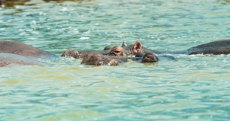 Wall Mural - Hippo, Queen Elizabeth Park, Uganda