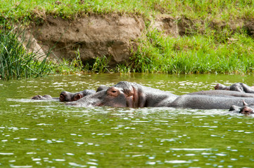 Wall Mural - Hippo, Queen Elizabeth Park, Uganda