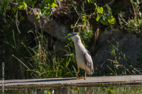 Fényképezés Black-crowned Night Heron with Deformed Leg