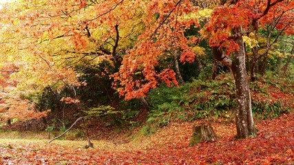 Poster - Leaf fall in the autumn park 