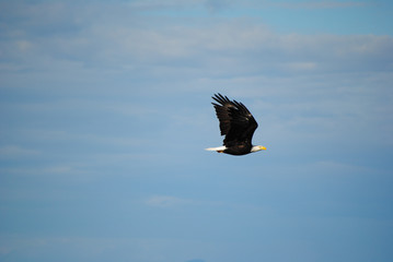 Bald Eagle flying by