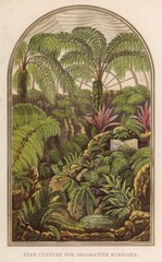 Wall Mural - Fern plant culture decorations. Date: 1873