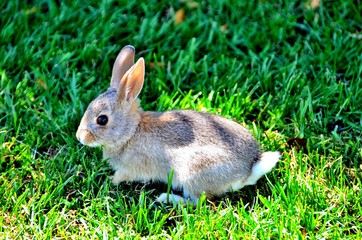 Baby Rabbit