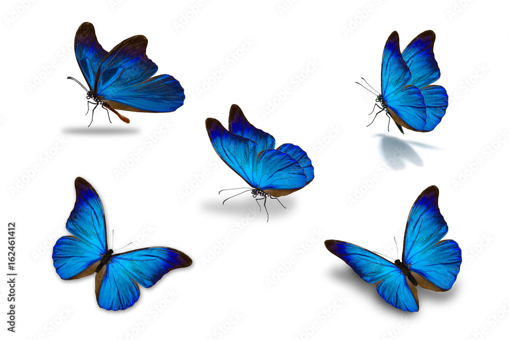 fifth blue butterfly - obrazy, fototapety, plakaty 