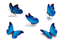 Fifth Blue Butterfly