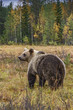 Brown Bear in Nordic forest