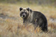 Brown Bear cub in Nordic forest