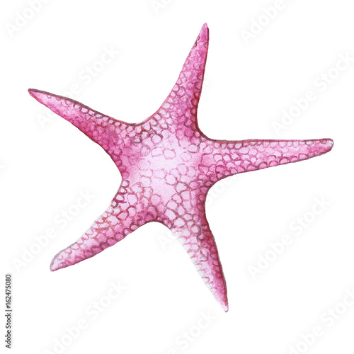 Watercolor Drawing Of A Pink Sea Star A Class Of Invertebrates Such As Echinoderms Buy This Stock Illustration And Explore Similar Illustrations At Adobe Stock Adobe Stock