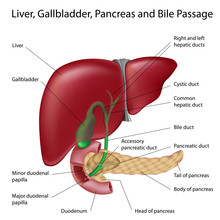 Liver, Gallbladder And Bile Ducts