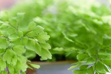  Macro of adiantum philippense or maidenhair fern growing  in a