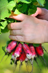 Wall Mural - Fresh organic radishes with tops and green leaves in woman's hands