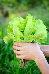 Sticker - Freshly salad in the hands of the farmer, picking fresh salad from vegetable garden