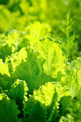 Sticker - Fresh lettuce salad in sunlight, leaves background