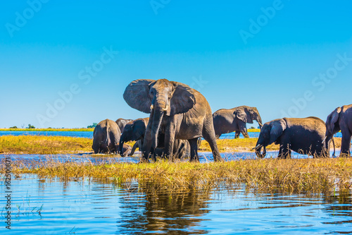 Plakaty słoń  stado-doroslych-sloni-i-mlodych