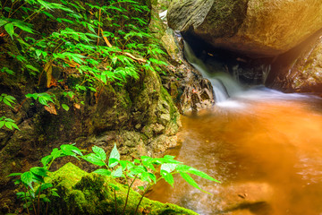 Wall Mural - The beauty of tropical forests. Tropical botanical diversity and high moisture.