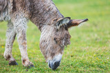 Fototapeta Zwierzęta - Donkey on the pasture