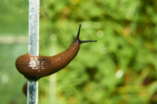 Escape Of Slug From Aquarium Where Are Collected From Garden. Spanish Slug (Arion Vulgaris) Invasion In Garden. Invasive Slug. Garden Problem In Europe. Selective Focus.