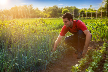 Farmer working in garden