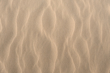 Canvas Print - sand texture background