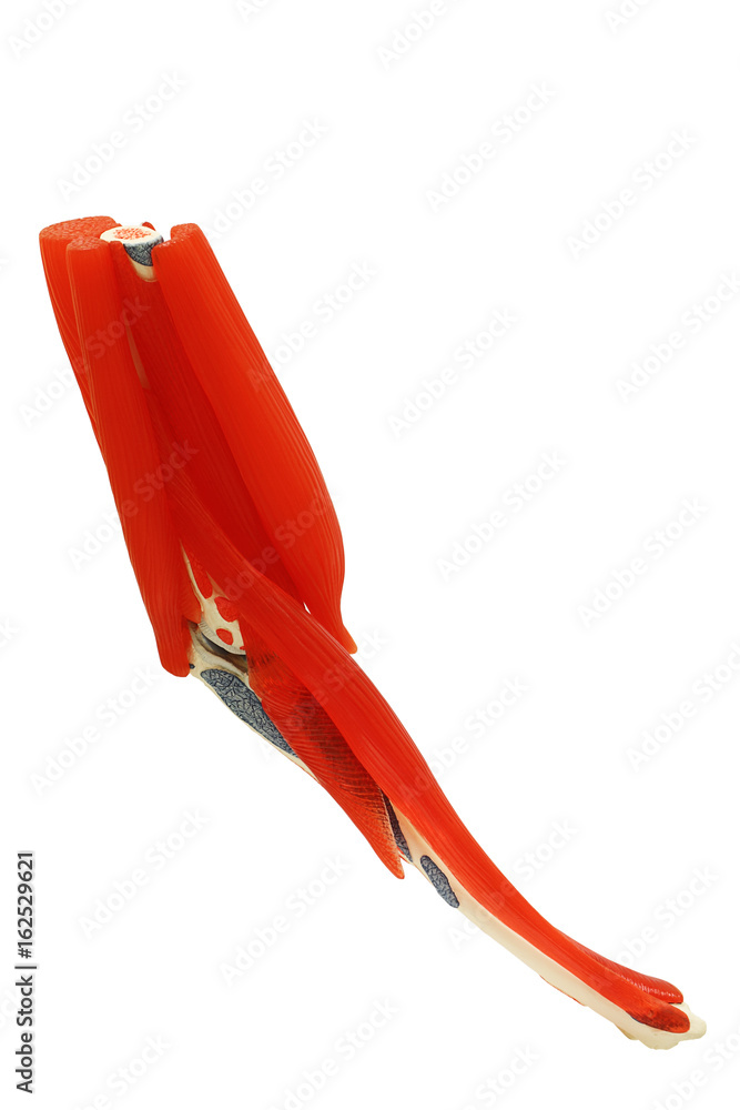 Model of the extensor carpi radialis brevis isolated with clipping path ...